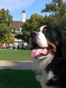 Lächelnder Berner Sennenhund draußen auf dem Campus der University of Illinois.