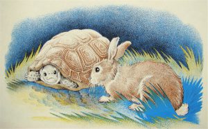 turtle and the rabbit